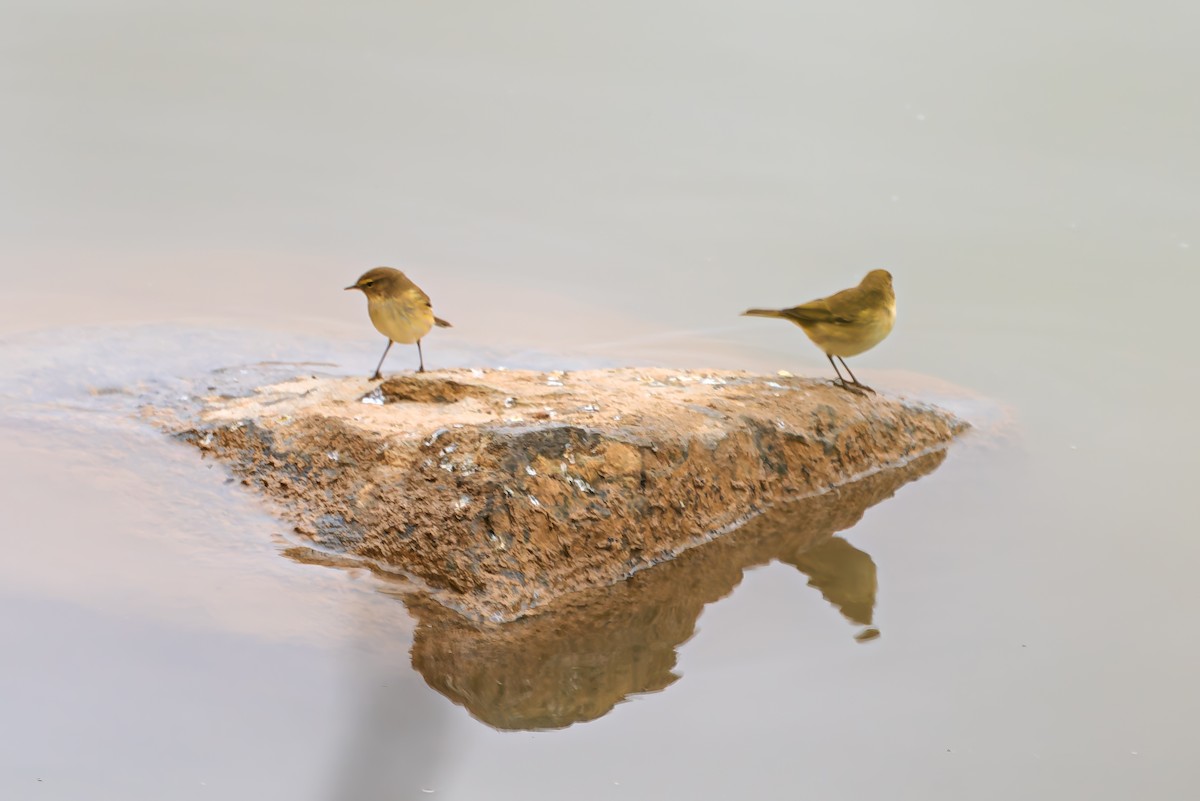 Common Chiffchaff - ML647401316