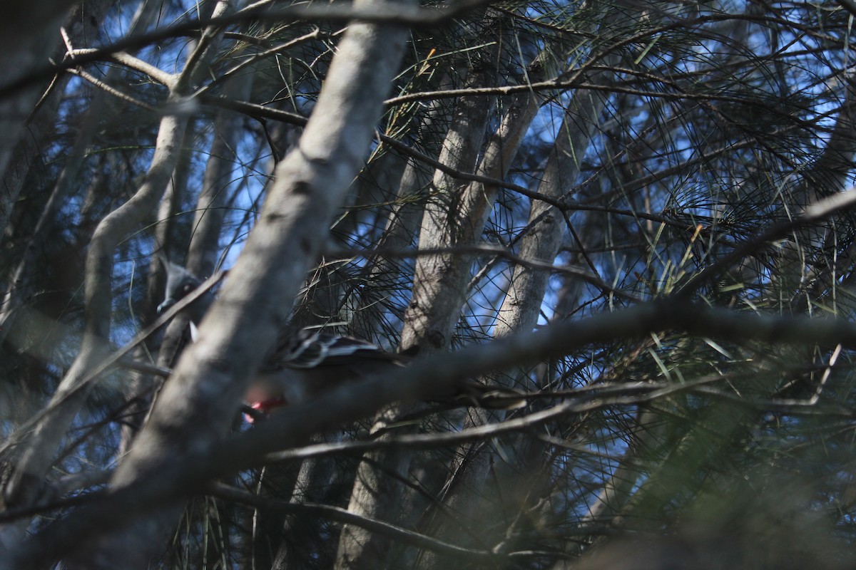 Crested Pigeon - ML647401317