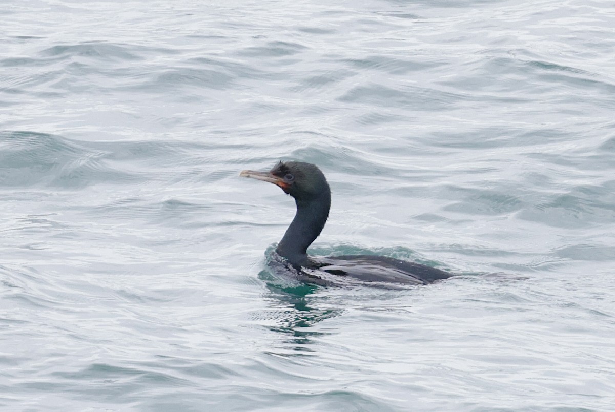 Stewart Island Shag - ML647401318