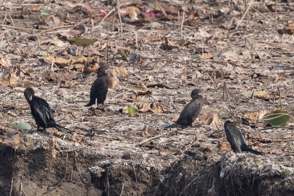 Little Cormorant - ML647401320