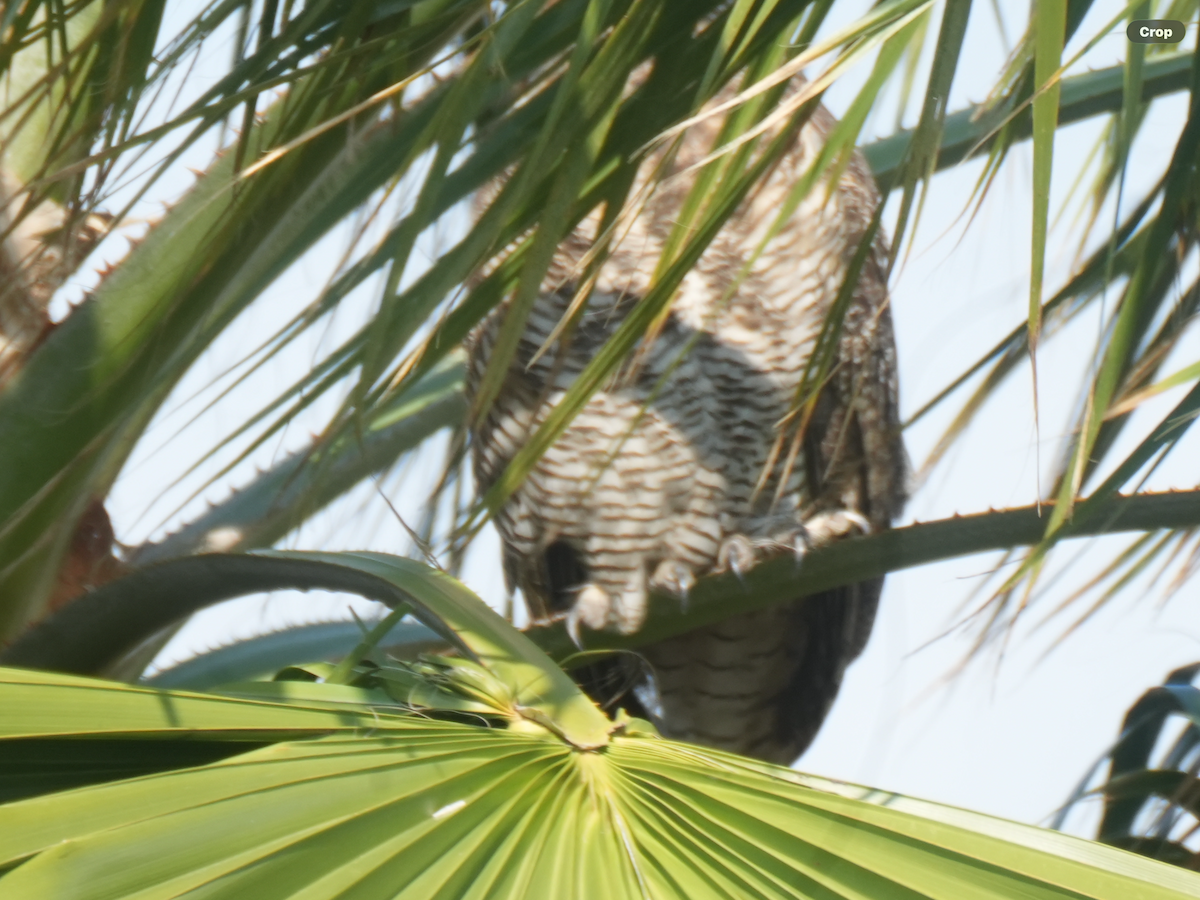 Great Horned Owl - ML647401325