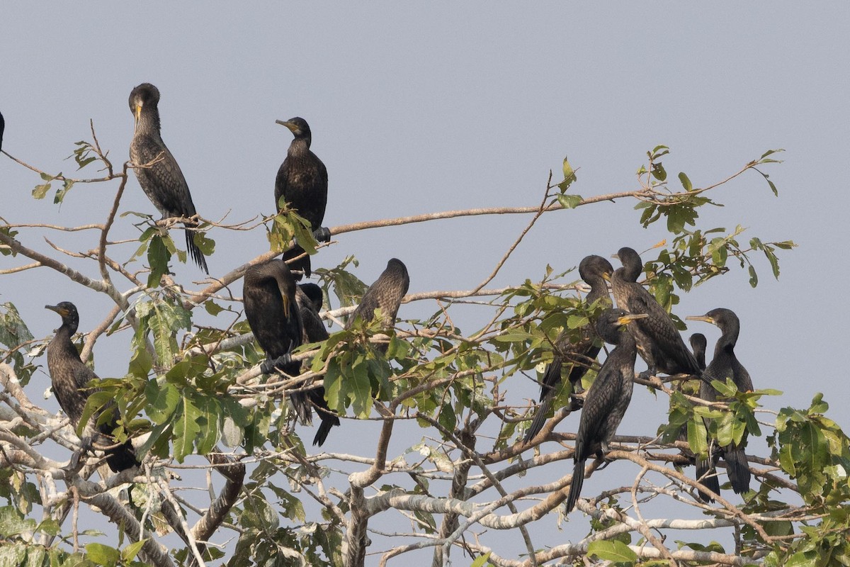 Indian Cormorant - ML647401326