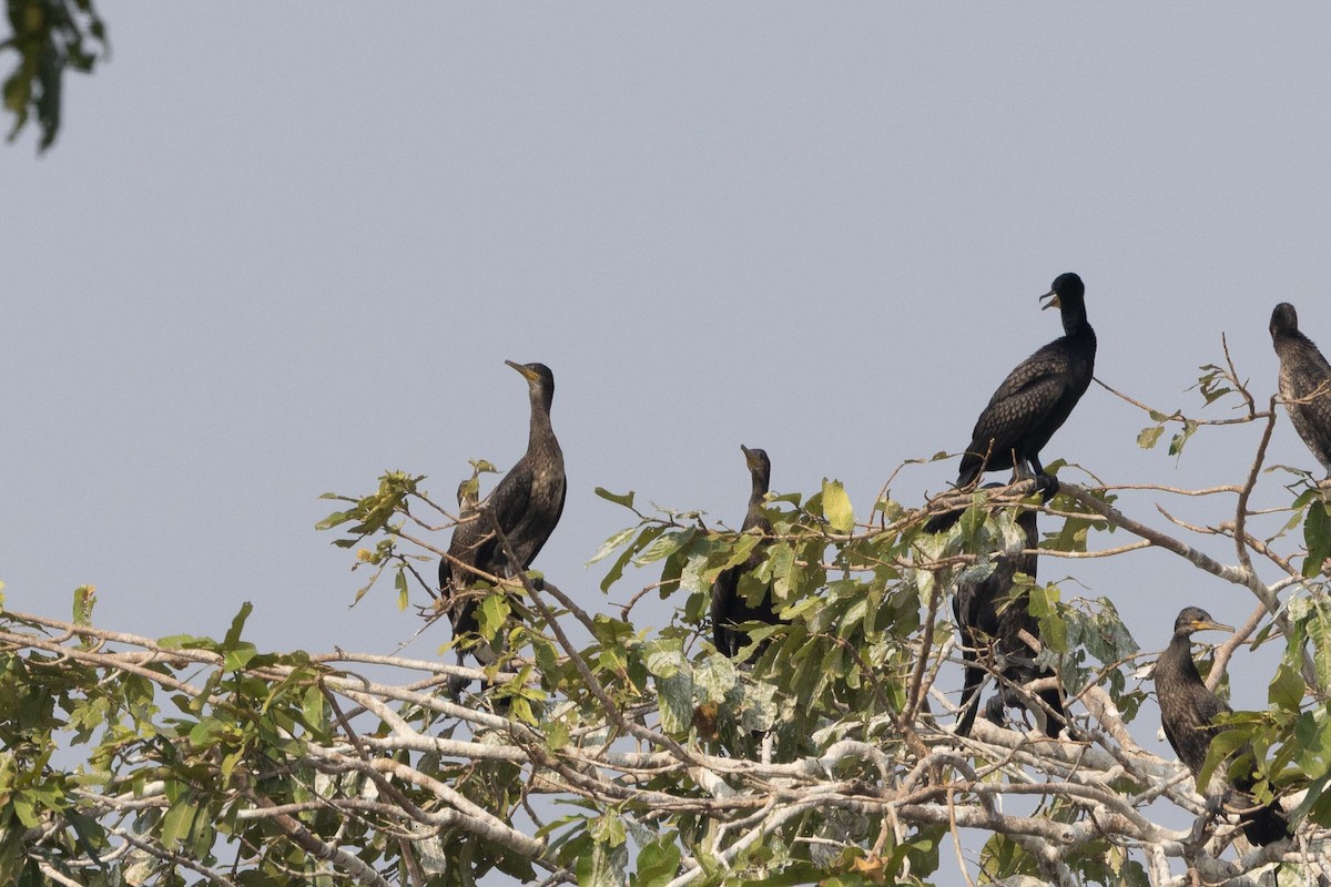 Indian Cormorant - ML647401327