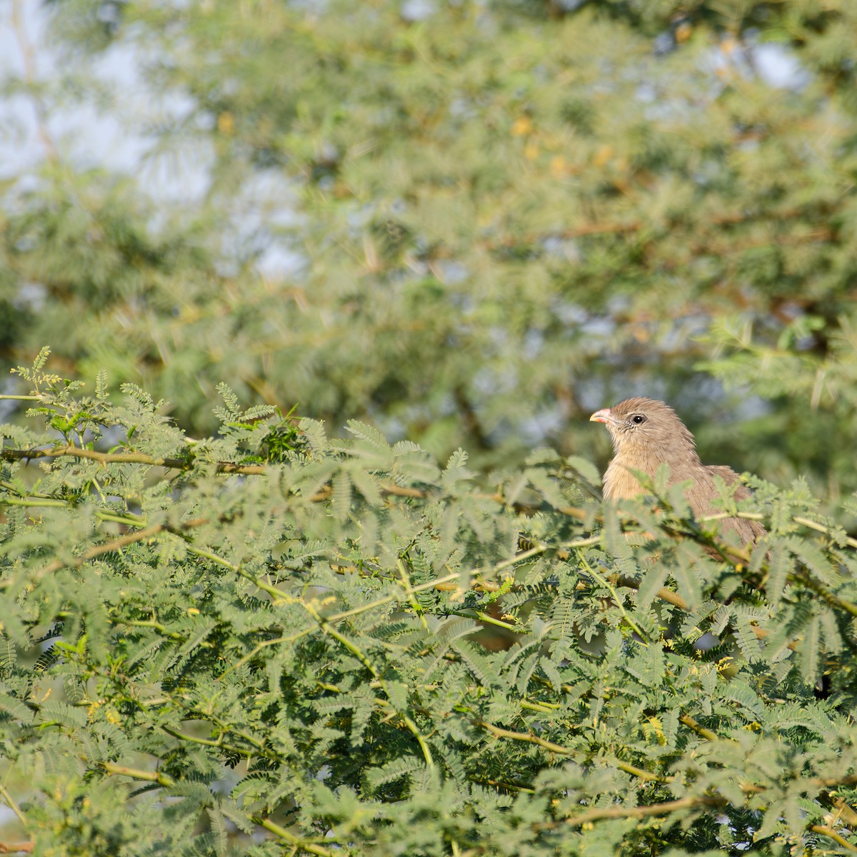 Sirkeer Malkoha - ML647401328