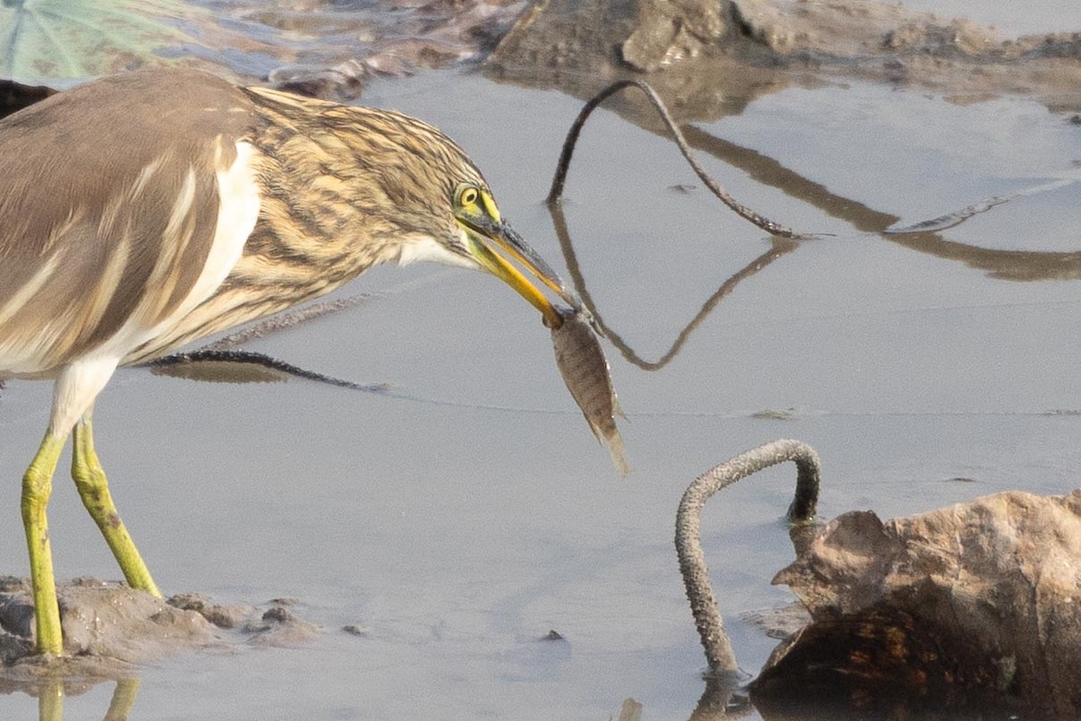 Indian Pond-Heron - ML647401330