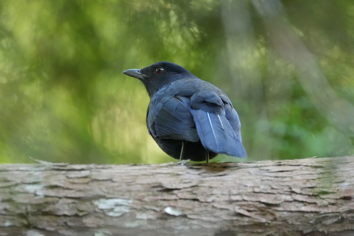 Taiwan Whistling-Thrush - ML647401331