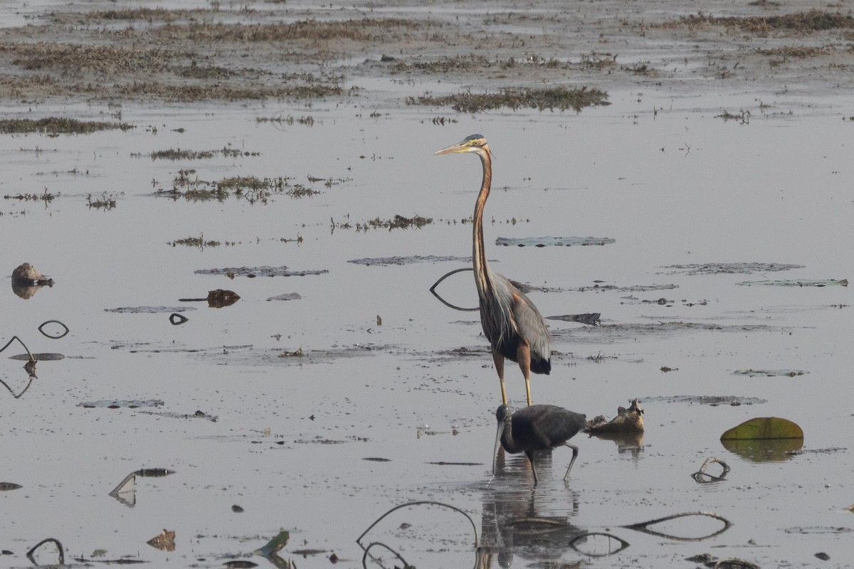 Purple Heron - ML647401332