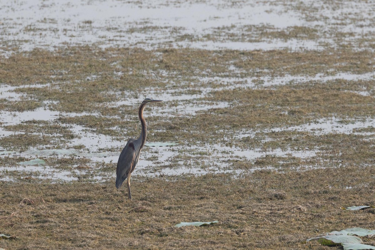 Purple Heron - ML647401333