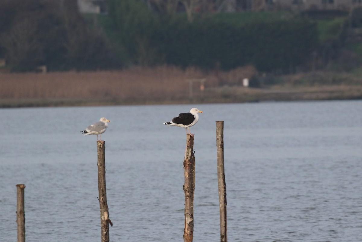 Great Black-backed Gull - ML647401335