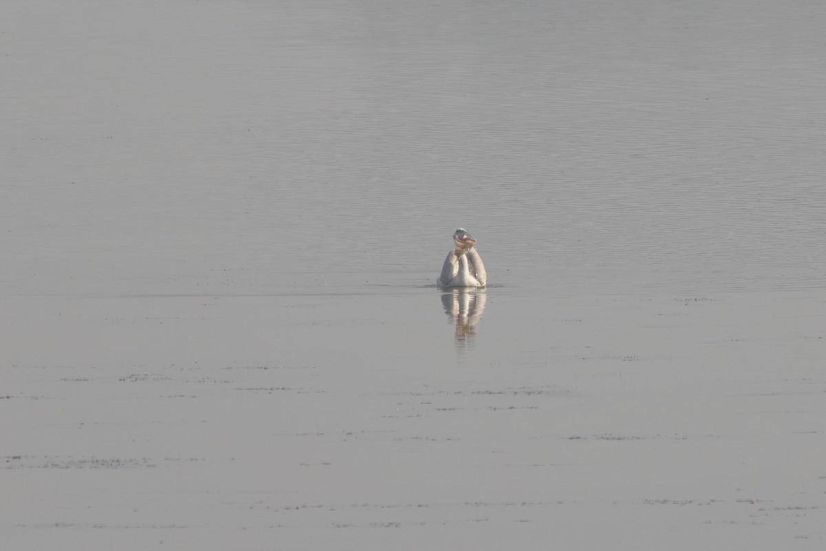 Dalmatian Pelican - ML647401336