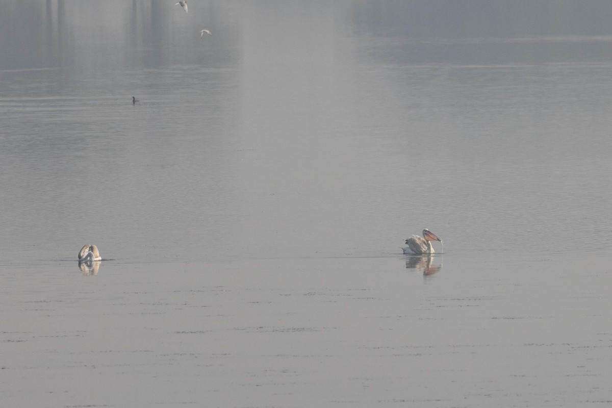 Dalmatian Pelican - ML647401337