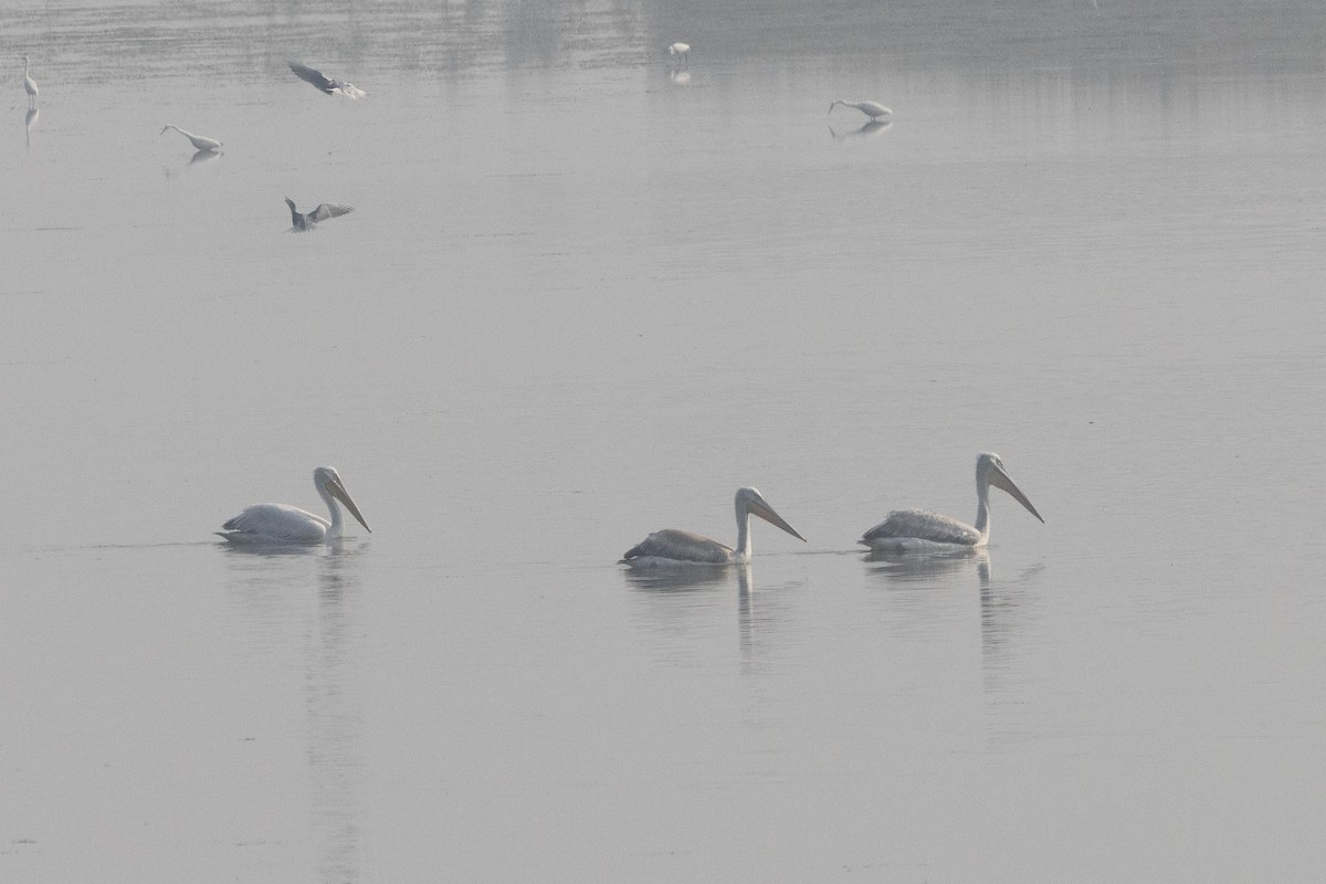 Dalmatian Pelican - ML647401338