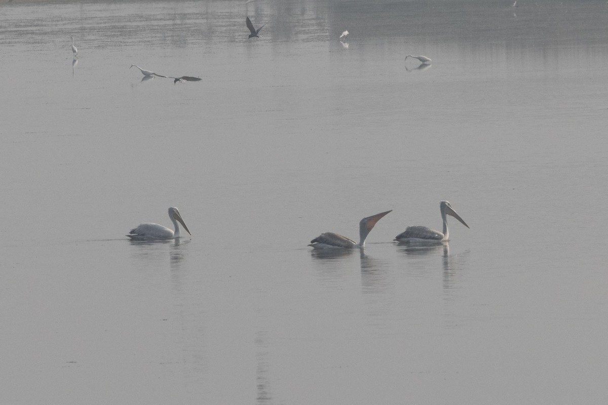 Dalmatian Pelican - ML647401339