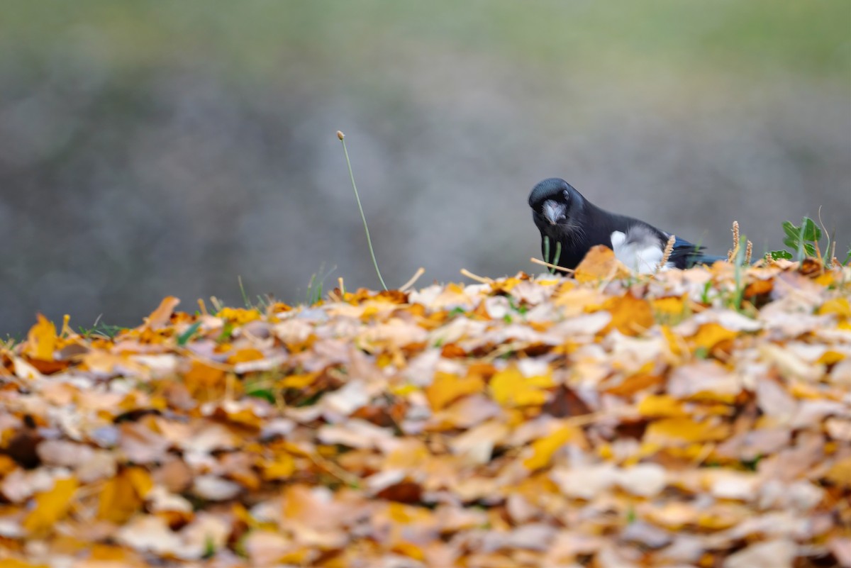 Eurasian Magpie - ML647401341