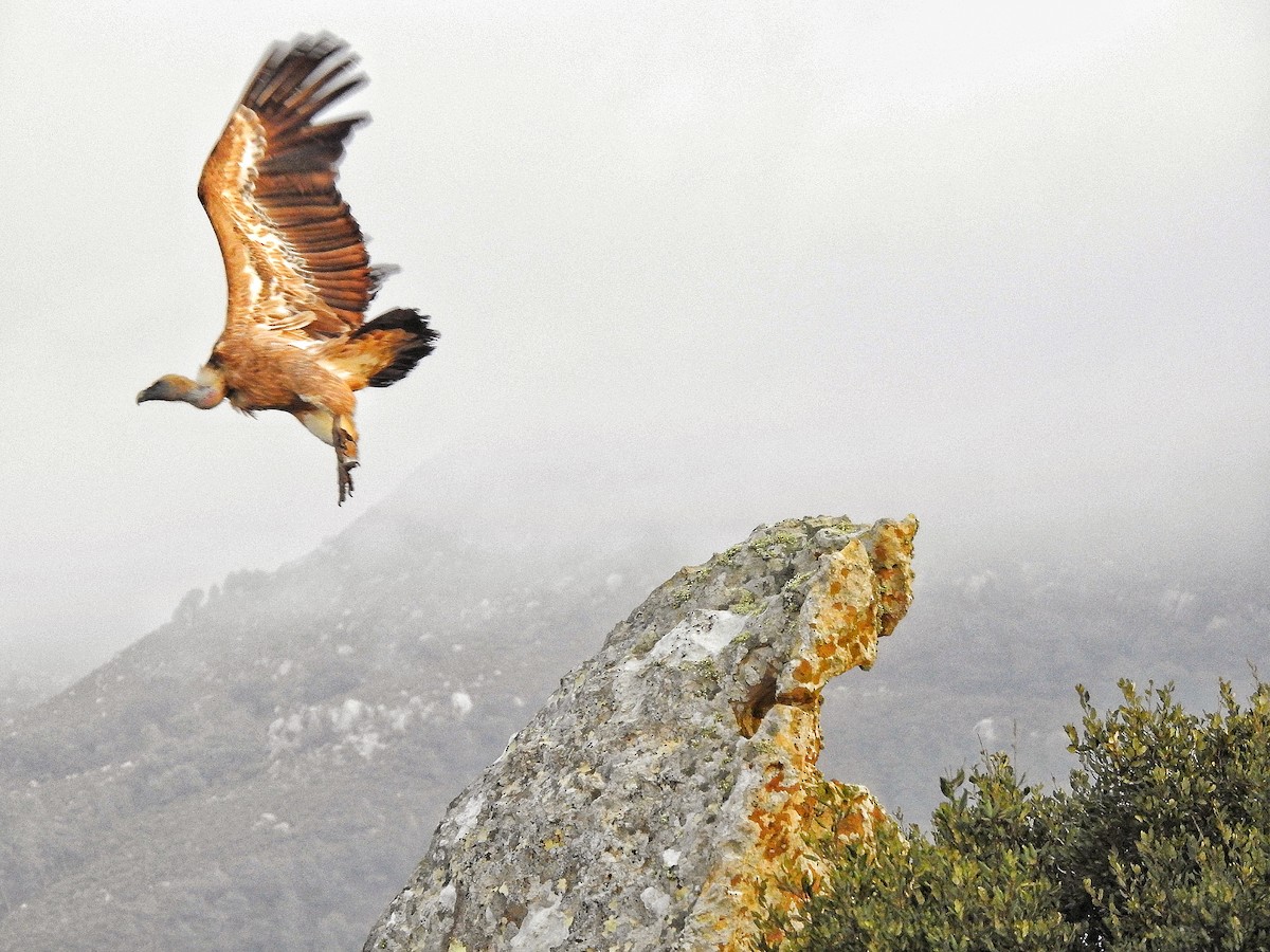 Eurasian Griffon - ML647401342