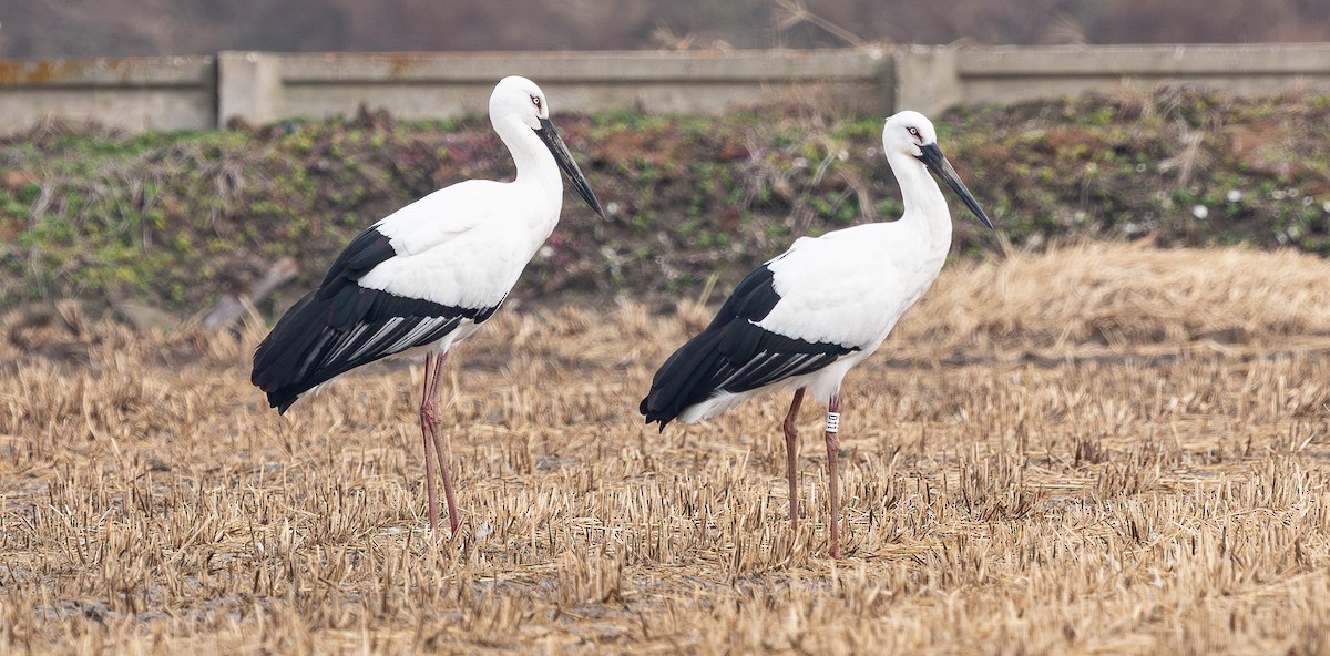 Schwarzschnabelstorch - ML647401347