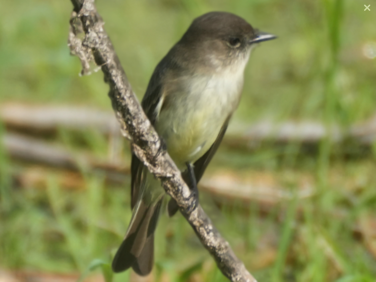 Weißbauch-Phoebetyrann - ML647401348