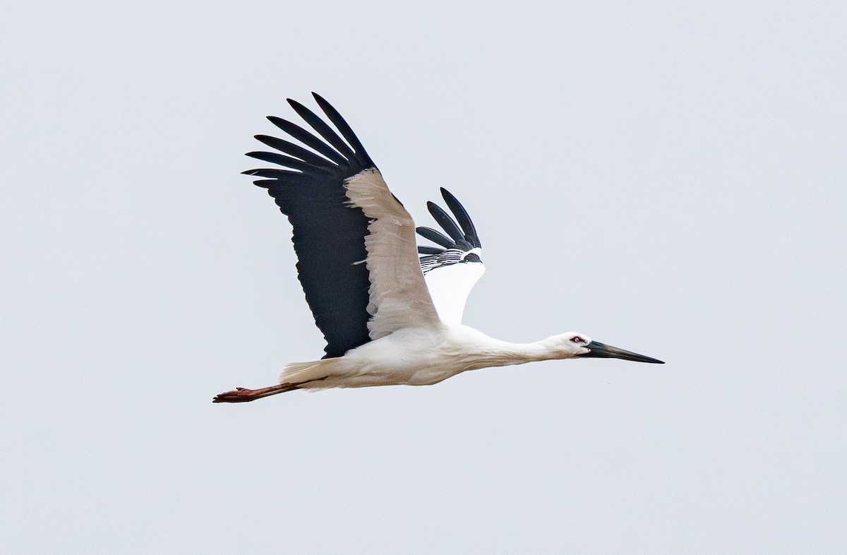 Schwarzschnabelstorch - ML647401349