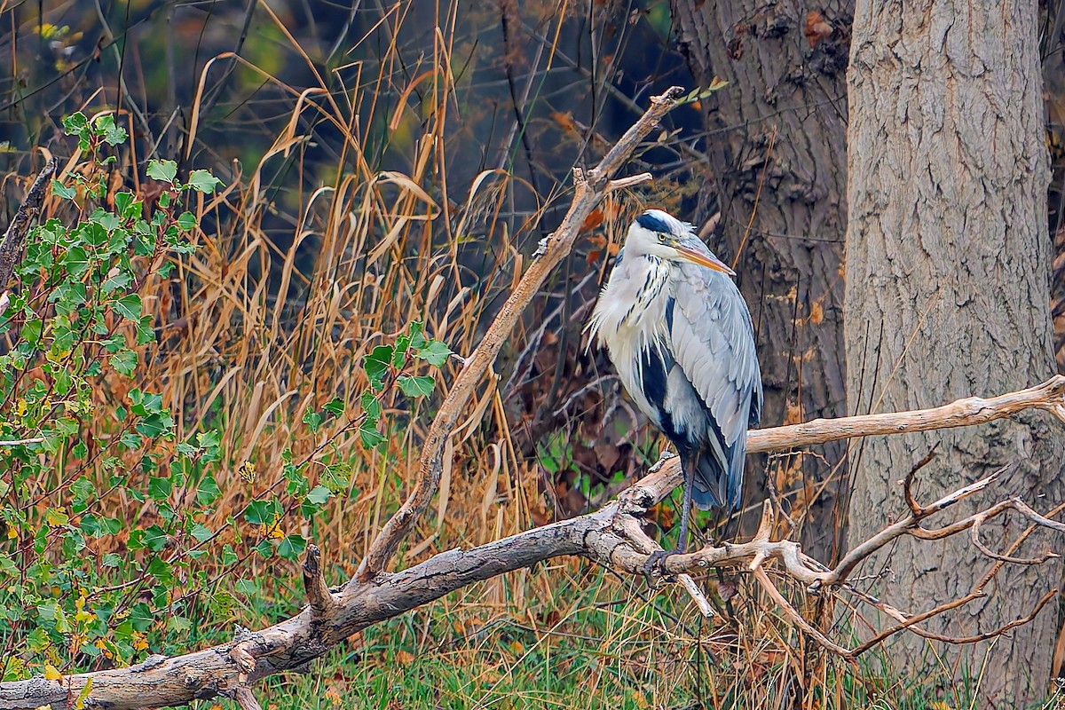 Graureiher - ML647401351