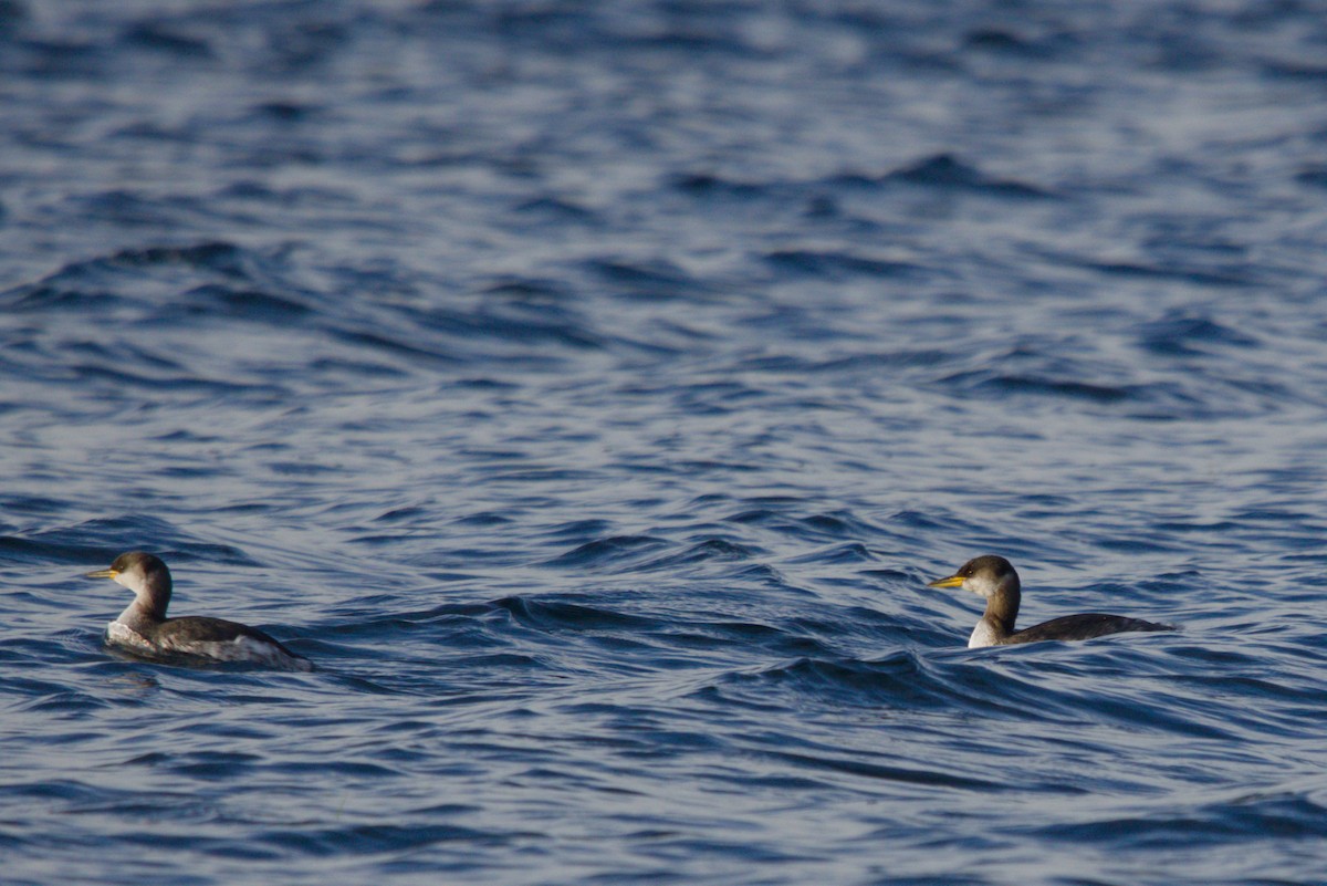 Rothalstaucher - ML647401354