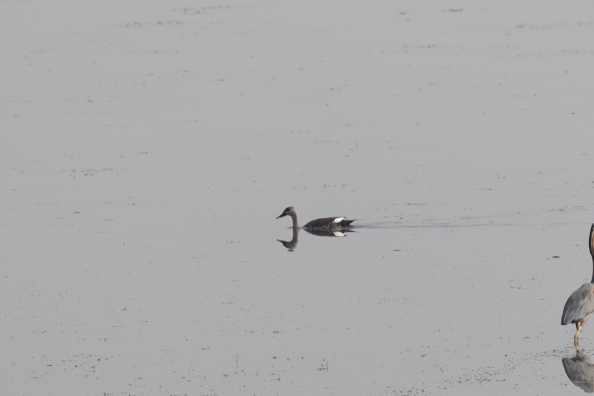 Indien-Fleckschnabelente - ML647401356