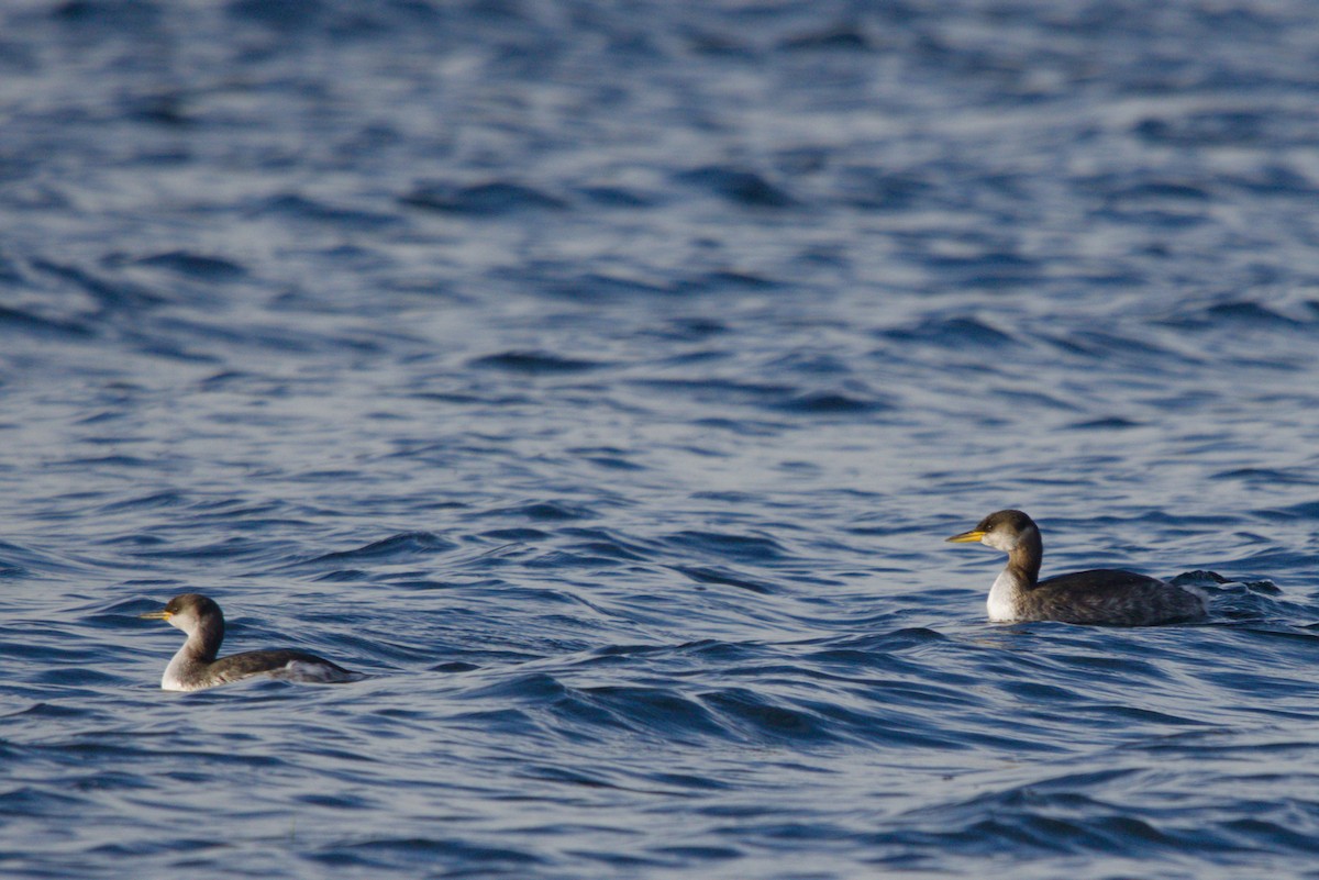 Rothalstaucher - ML647401357