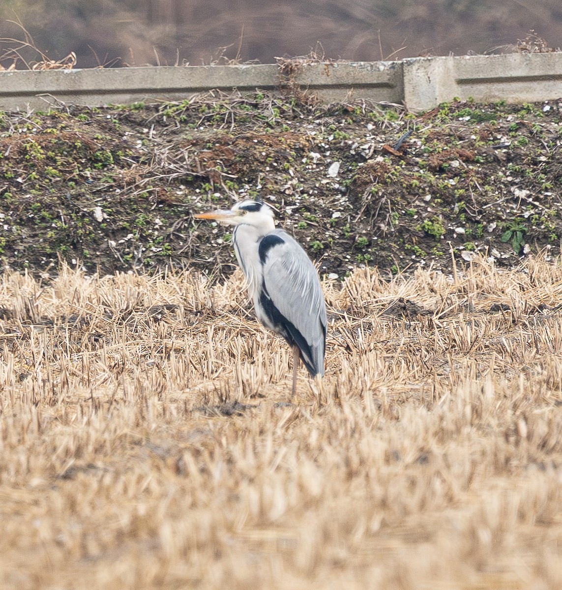 Graureiher - ML647401358