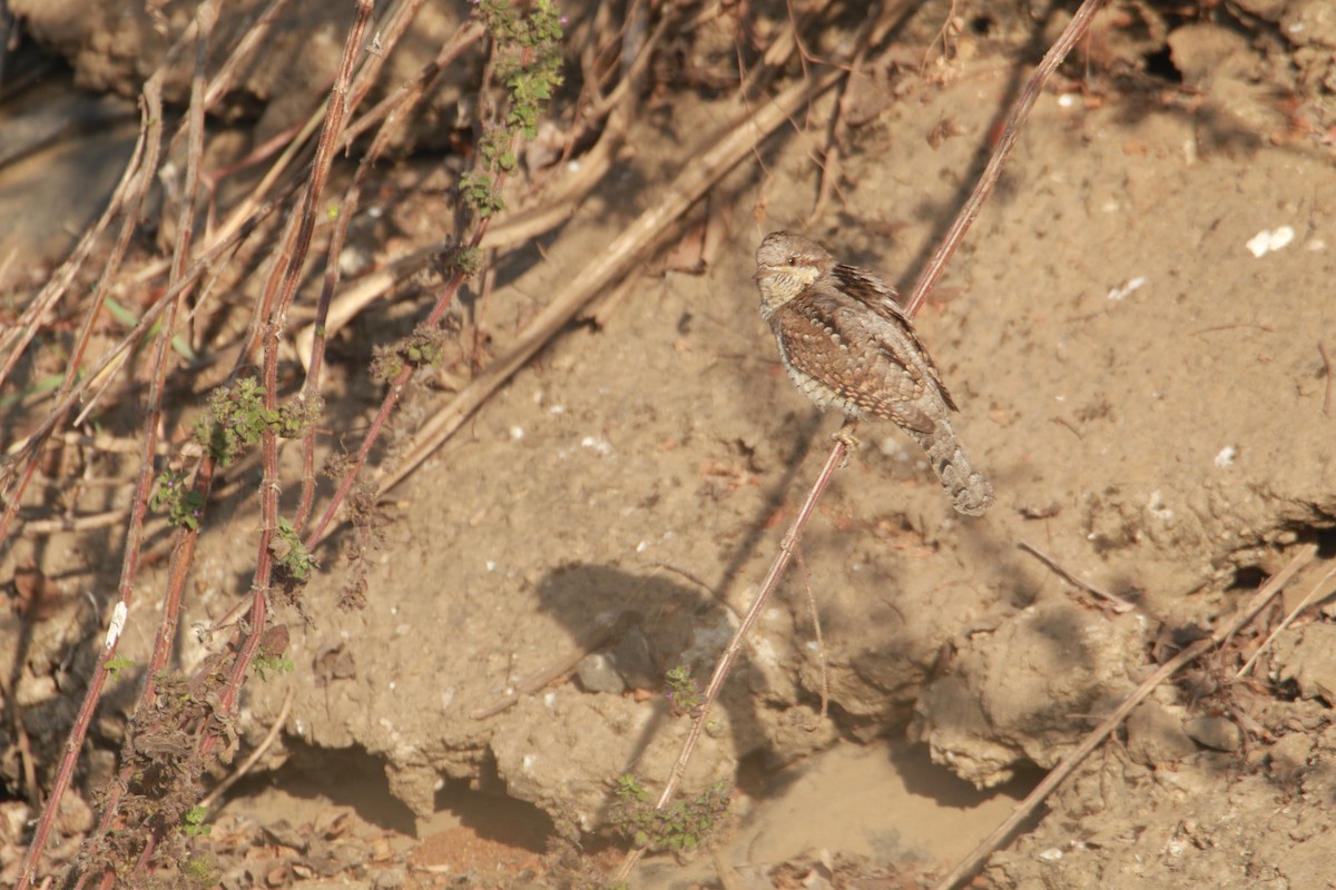 Wendehals - ML647401364