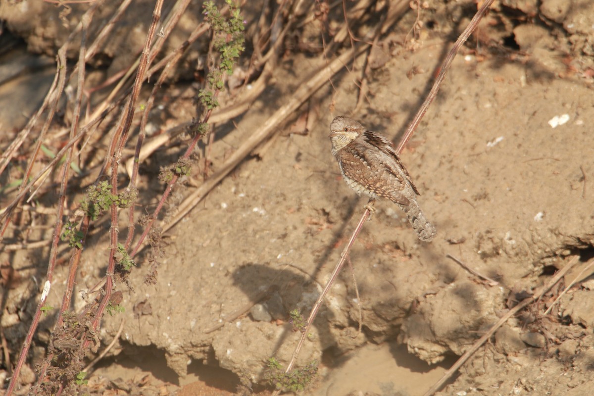 Wendehals - ML647401365