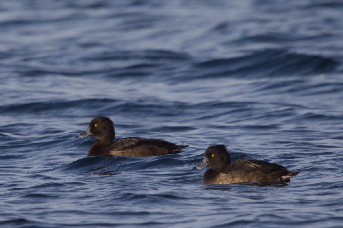 Reiherente - ML647401366