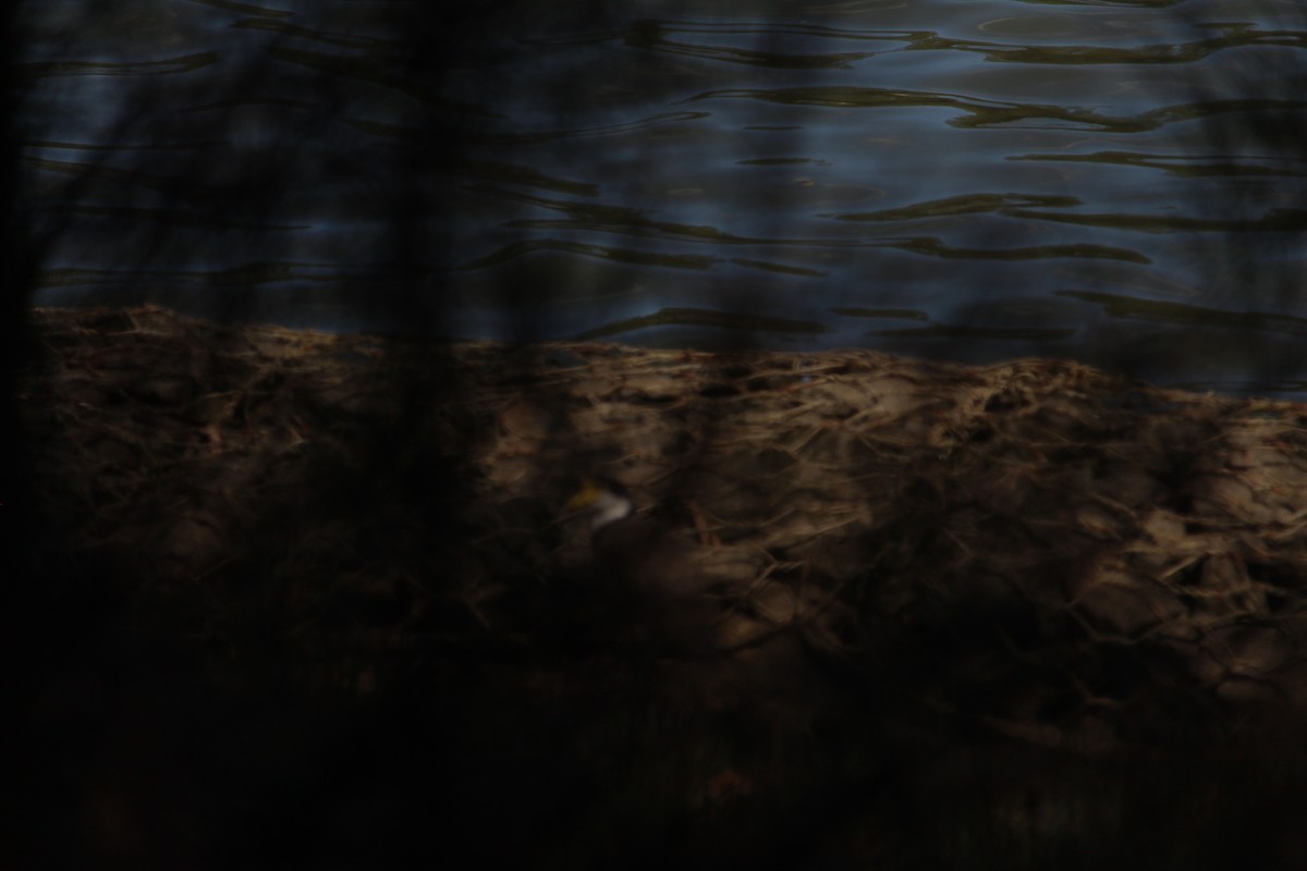 Maskenkiebitz - ML647401367