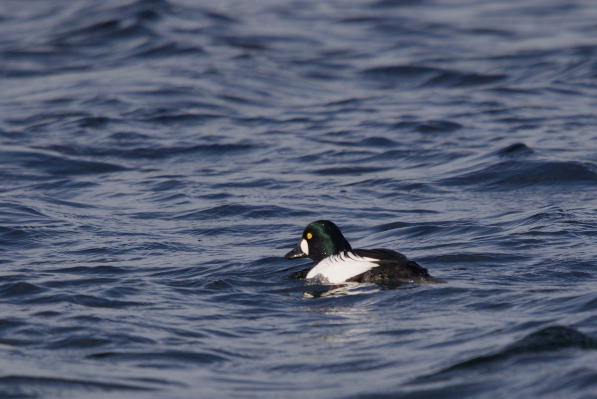 Schellente - ML647401368