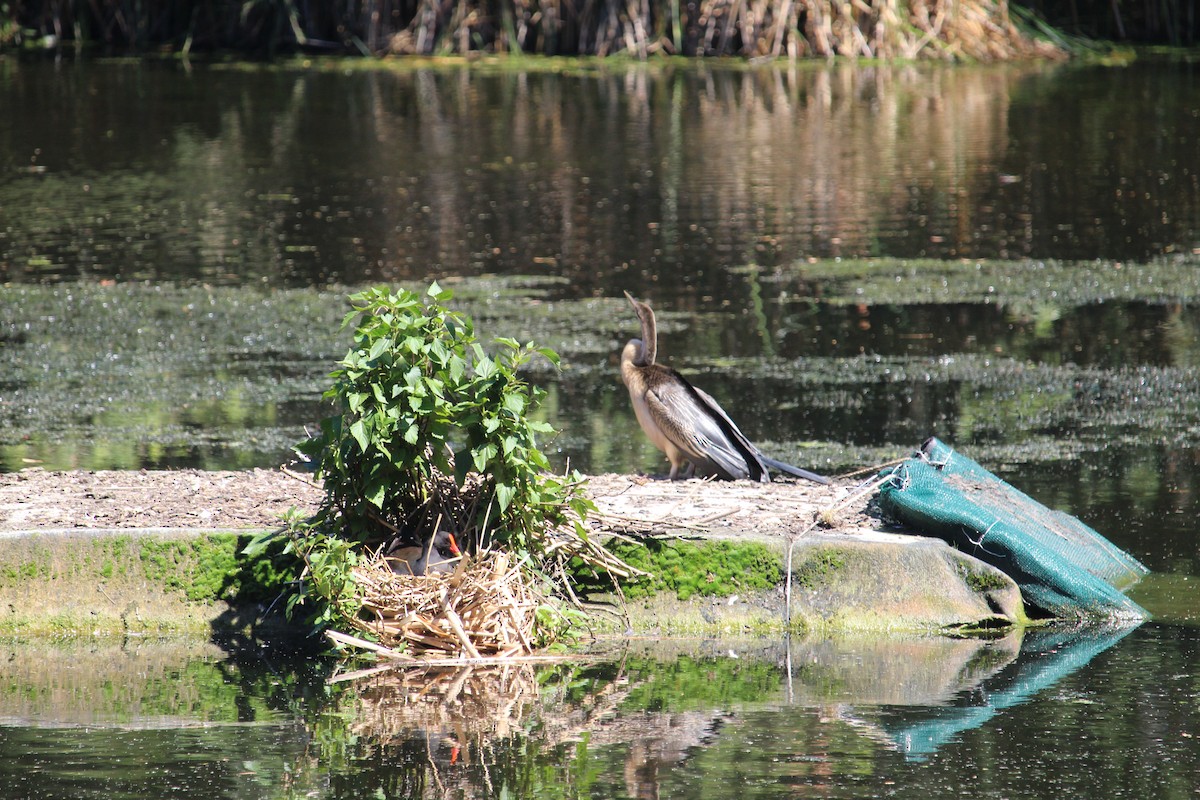 Austral-Schlangenhalsvogel - ML647401369