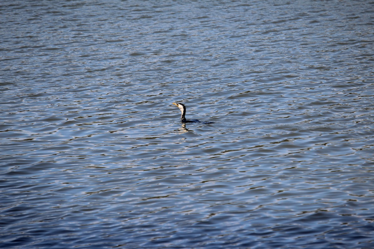 Kräuselscharbe - ML647401375