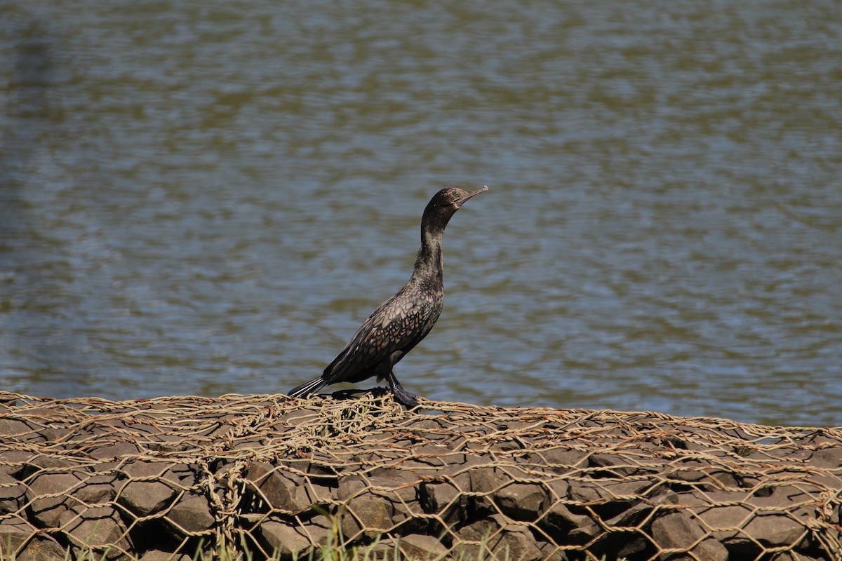 Little Black Cormorant - ML647401382