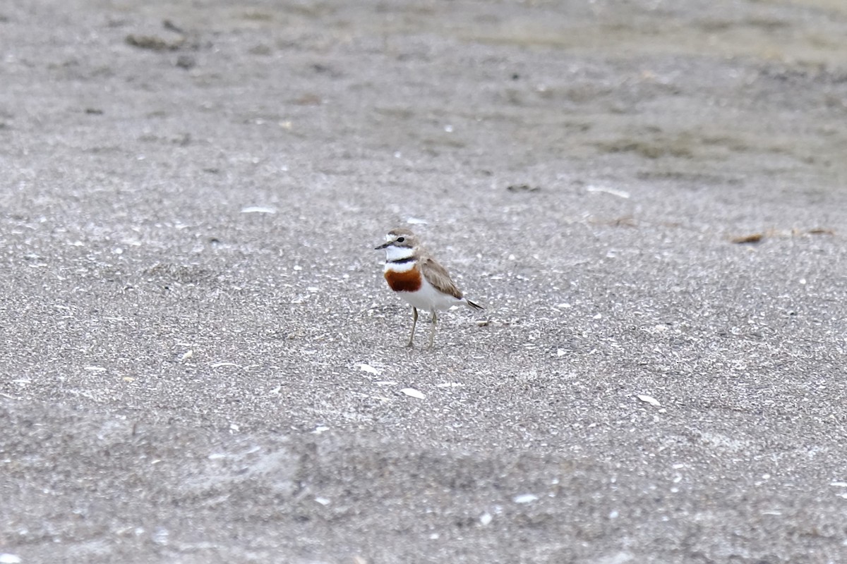 Double-banded Plover - ML647401383