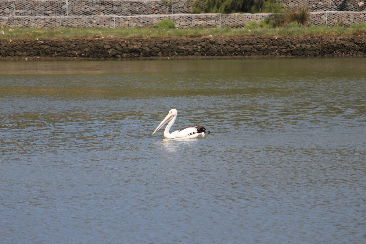 Australian Pelican - ML647401386