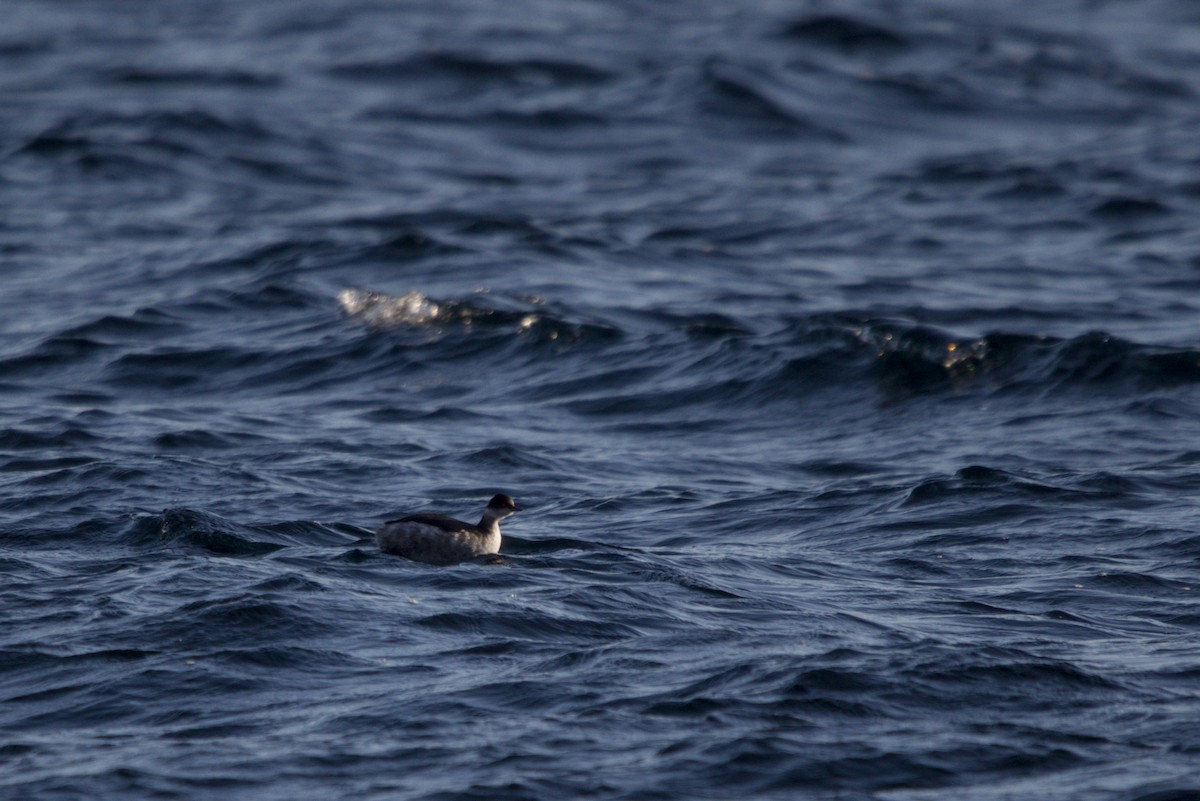 potápka černokrká - ML647401390