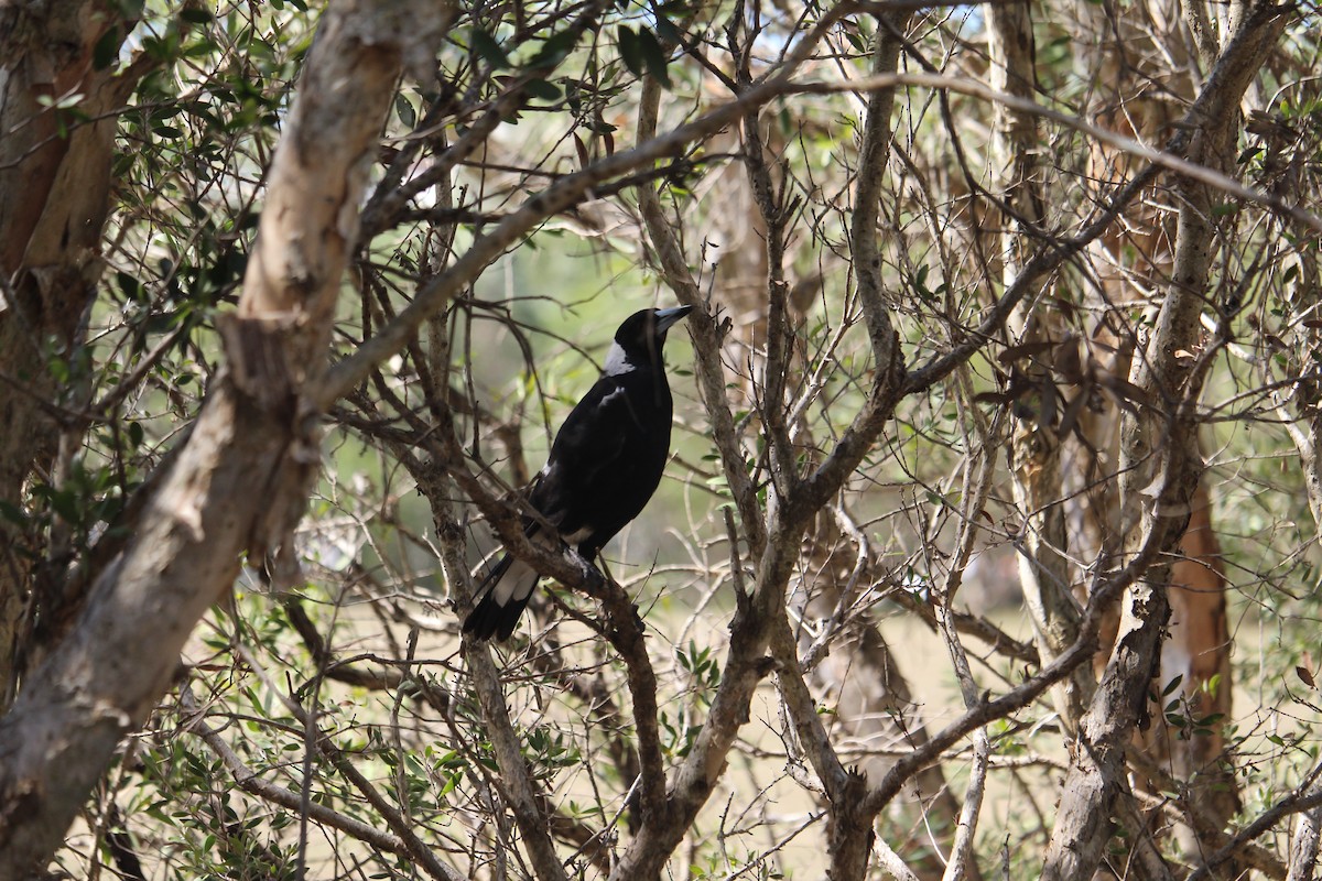 Australian Magpie - ML647401393