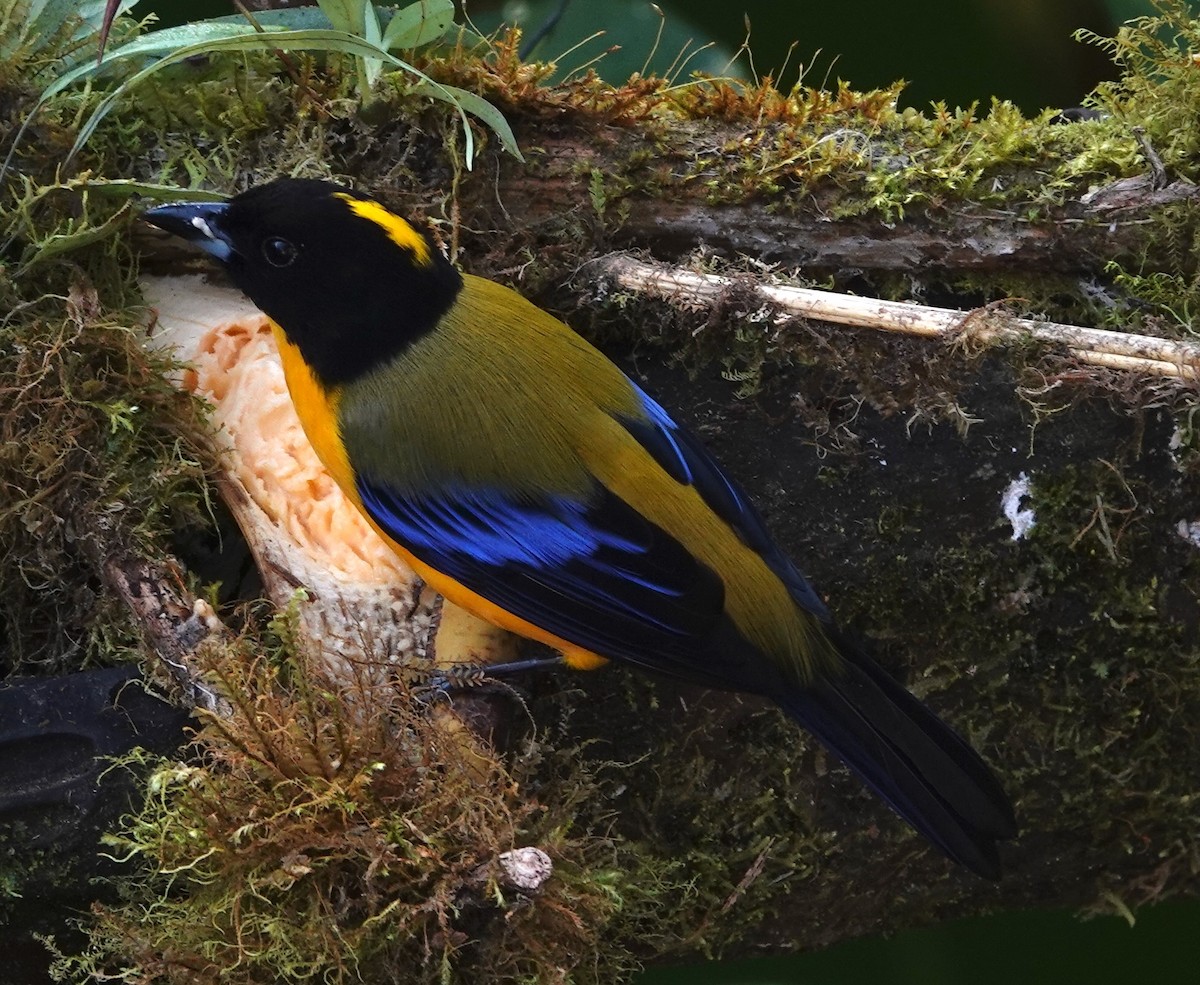 Tangara Barbinegra - ML647401406