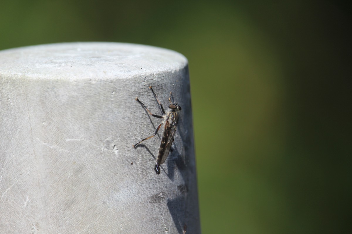 Insects - ML647401407