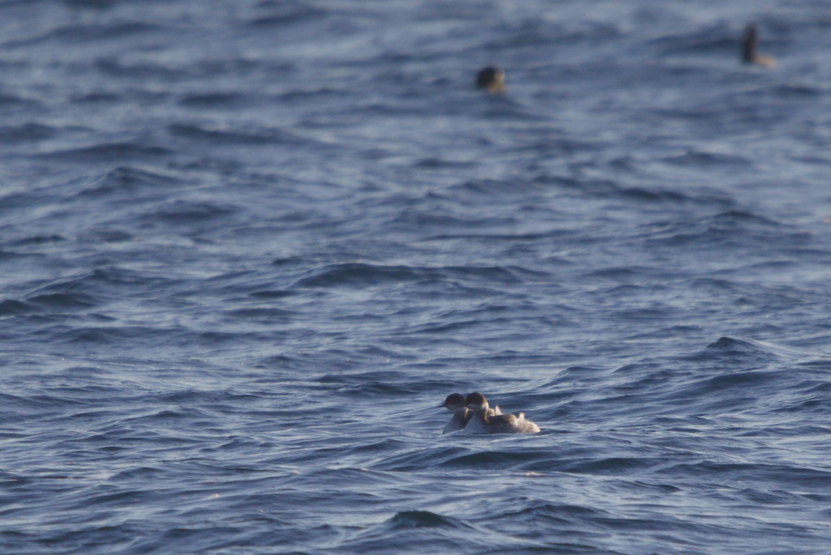 potápka černokrká - ML647401410