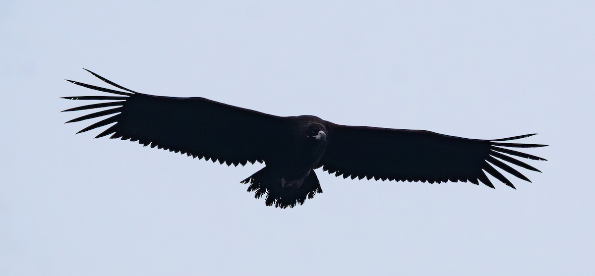 Buitre Negro - ML647401427