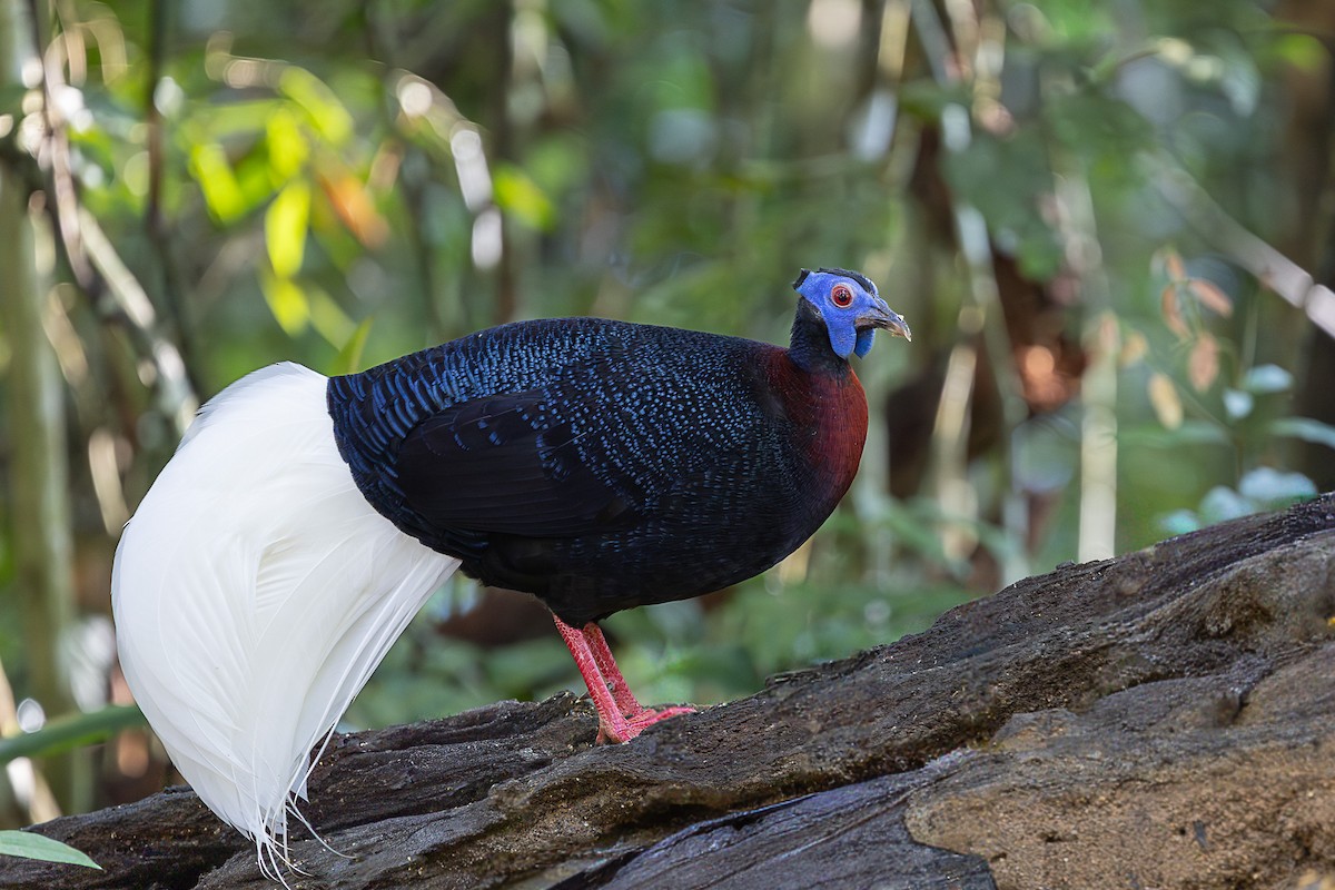 Faisan de Bulwer - ML647401429