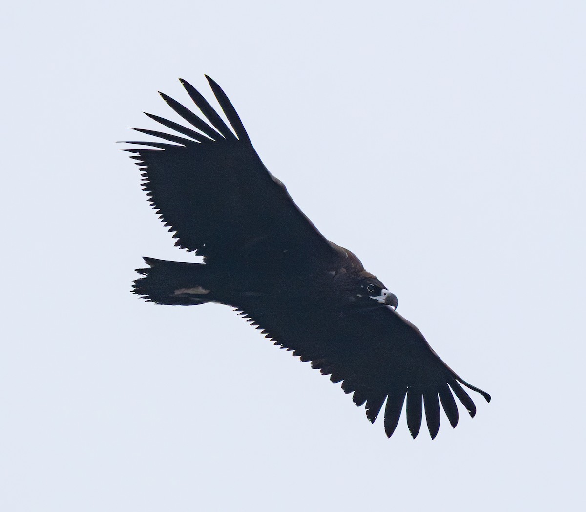 Buitre Negro - ML647401430