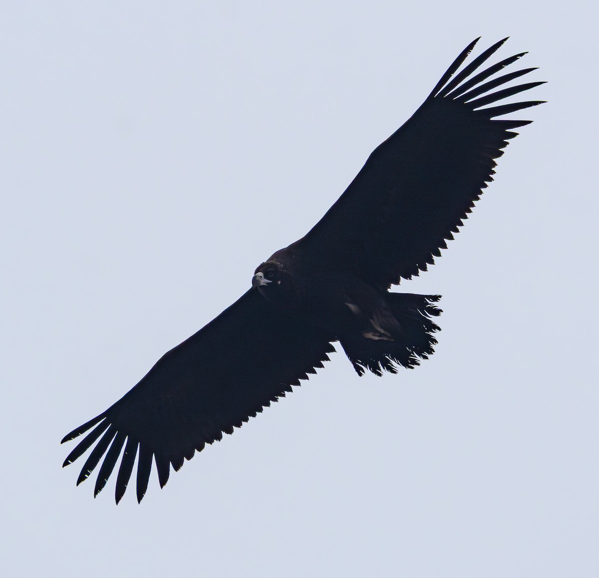 Buitre Negro - ML647401432