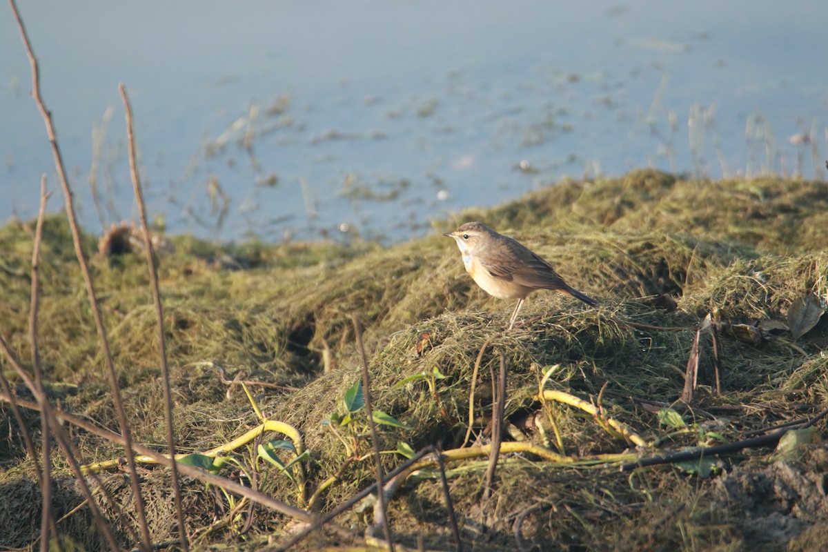 Mavigerdan - ML647401445