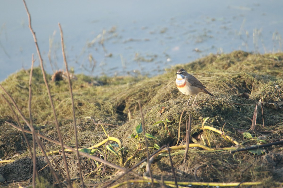 Mavigerdan - ML647401446