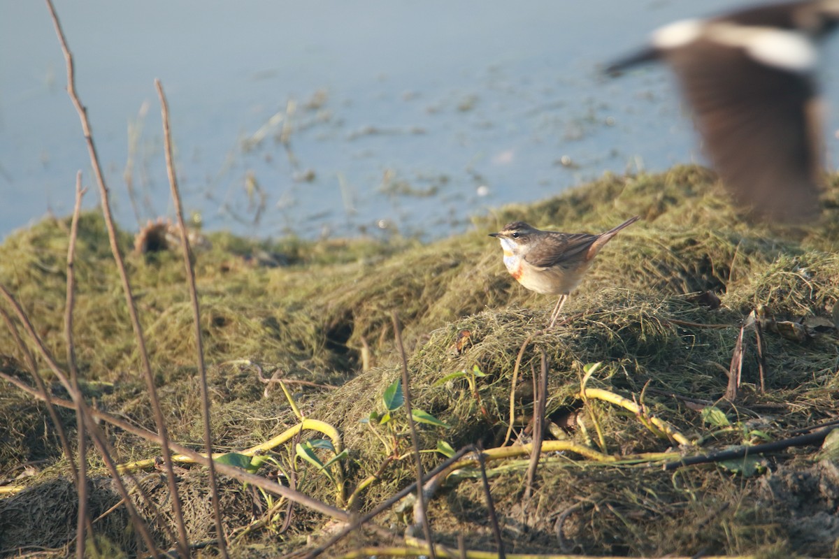 Mavigerdan - ML647401447