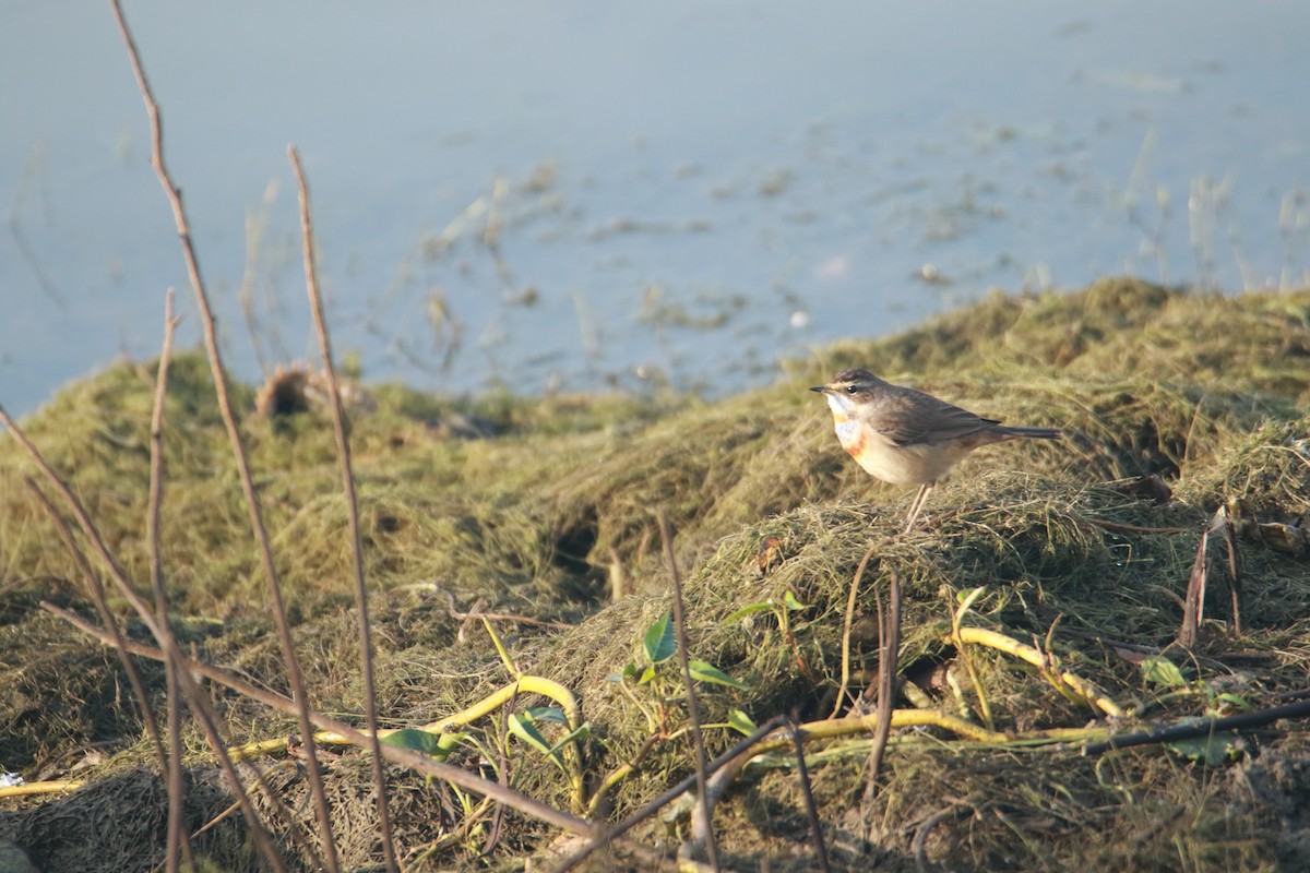 Mavigerdan - ML647401448